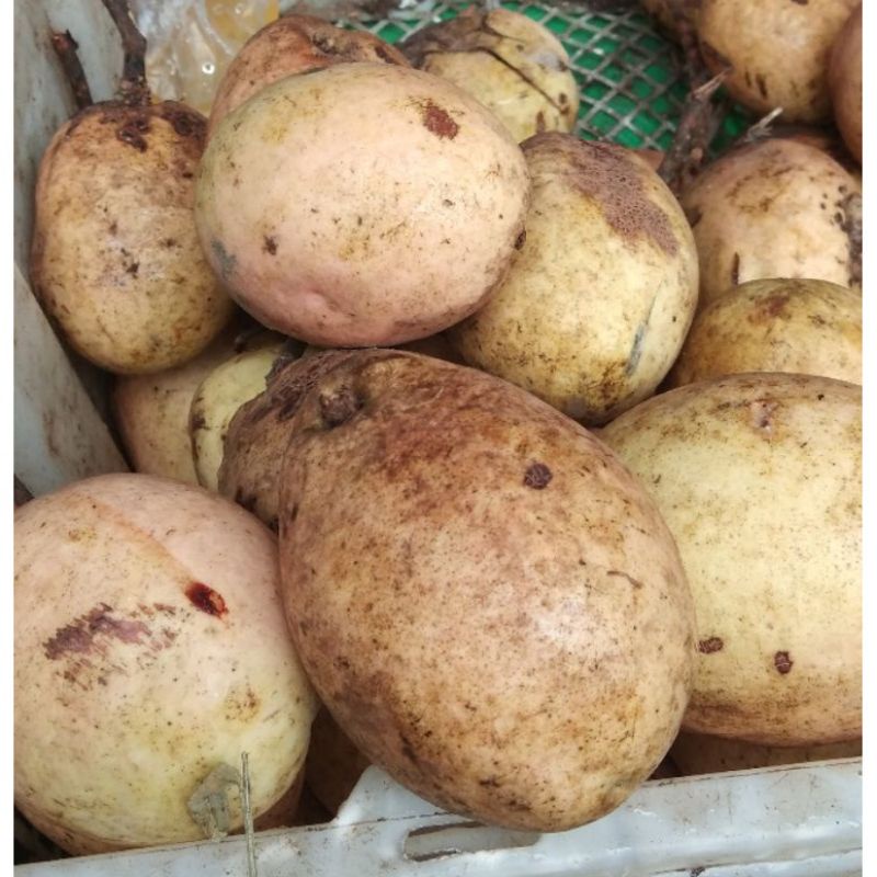 

Buah Binjai khas Banjar per 1biji