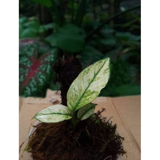 rhapidopora foraminifera varigata