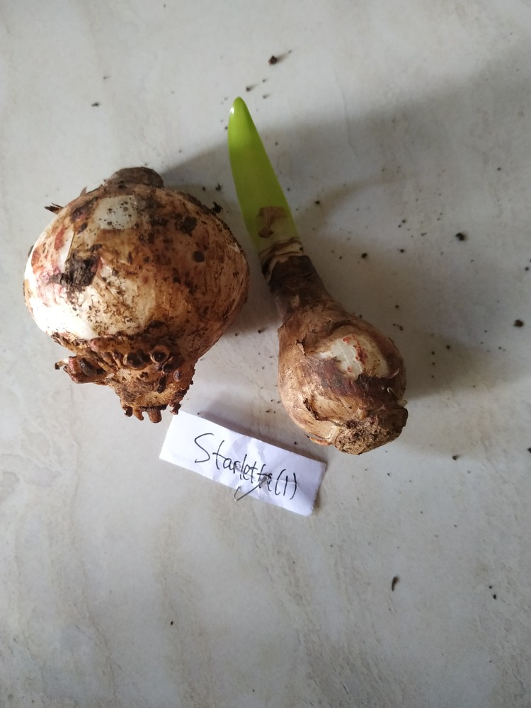 1 Umbi Lily Asiatic Starlette Impor, Stok Terbatas