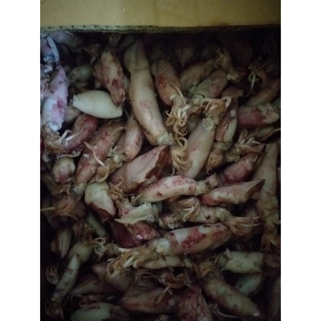 

IKAN ASIN BABY CUMI 250 gram Depok