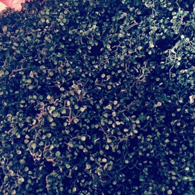 

Andaliman kering toba 50 gram