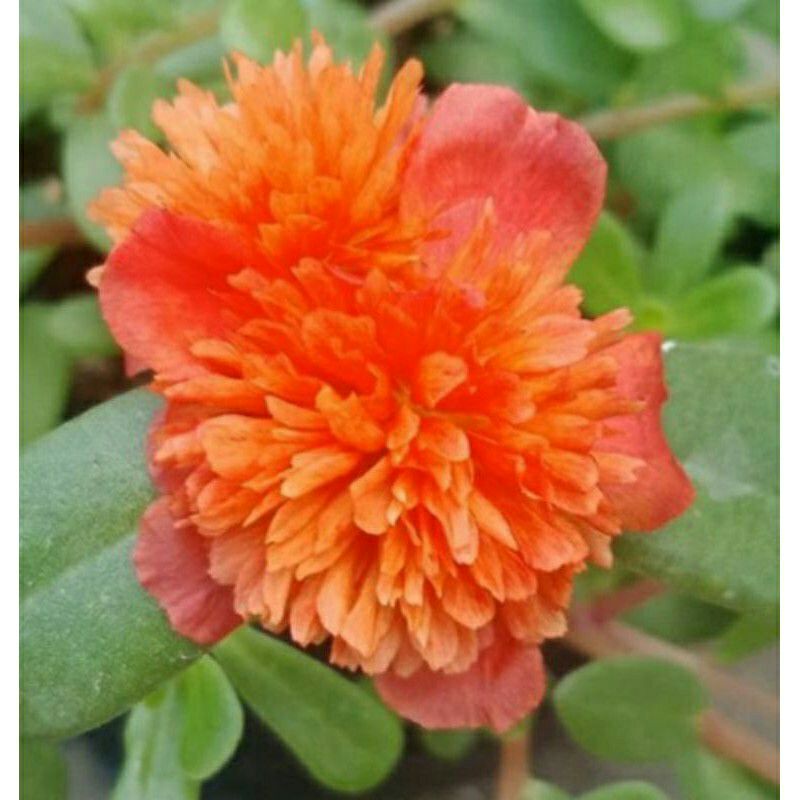 10 stek Bunga Krokot Jambul orange