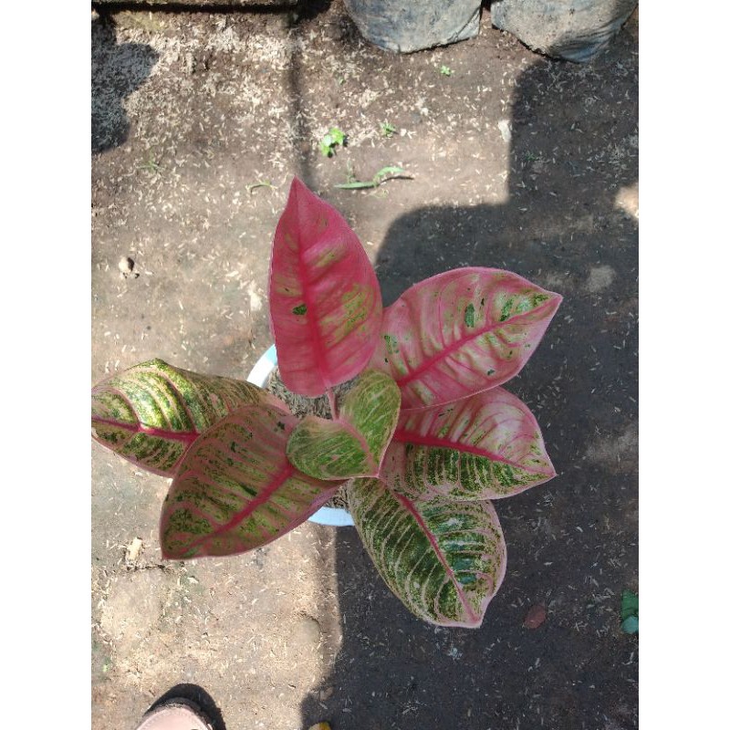 aglonema romantic love