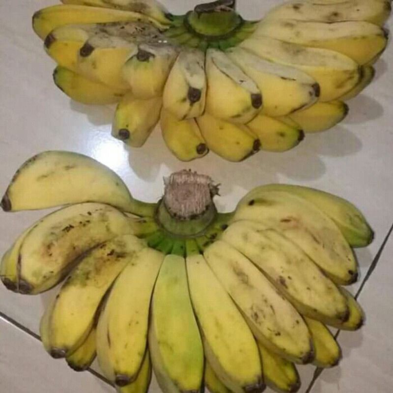 

pisang kepok satu sisir/ buah pisang/ banana