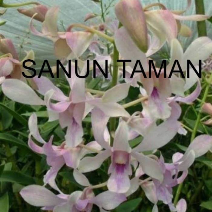 Pohon Anggrek Dendrobium Channel Fragrance Dewasa Siap Spike