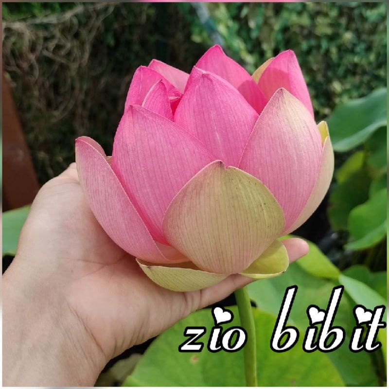 Benih-bibit-biji lotus teratai bunga pink suzy original