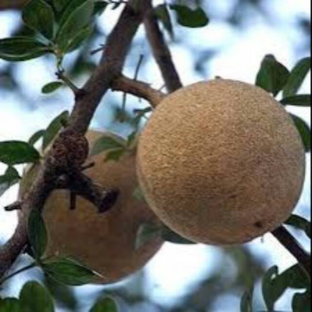 Bibit buah kawista batu