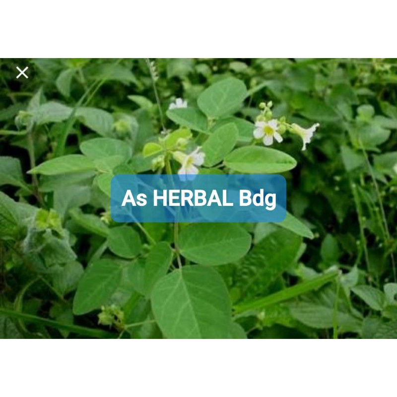 

Daun Belimbing Tanah atau Calincing Segar 250 gram-az