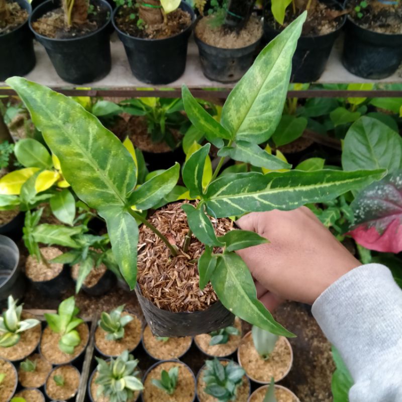 Tanaman hias Syngonium Angustatum