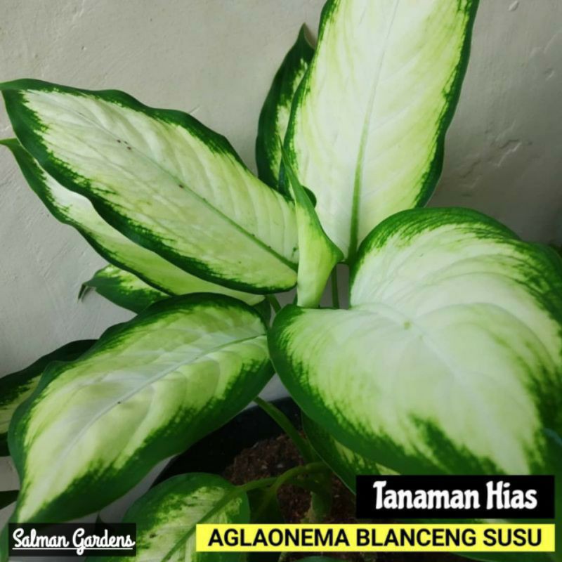 Aglaonema blanceng susu - Aglonema blanceng susu