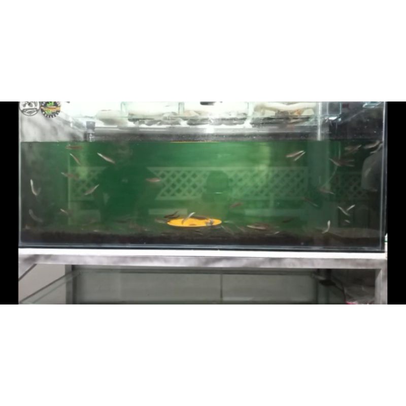 ready andrao 7,8,9cm