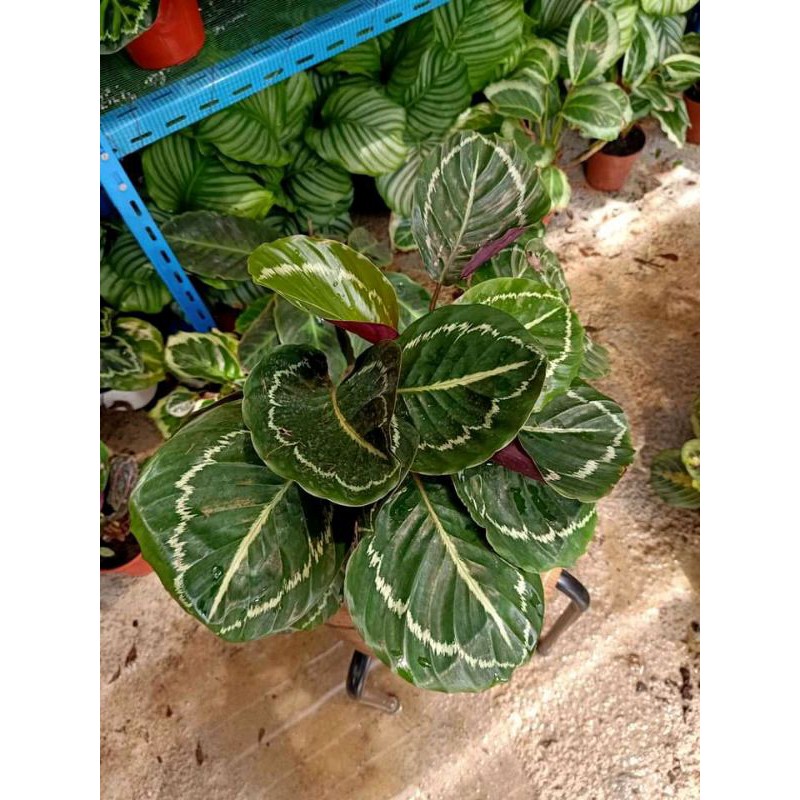 PROMO RAMADHAN!! 4 PAKETAN TANAMAN HIAS CALATHEA