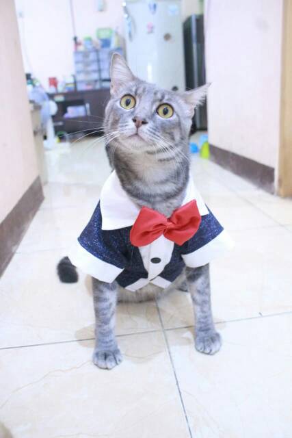 Tuxedo navi blink-blink lucu untuk kucing dan anjing size S M L XL