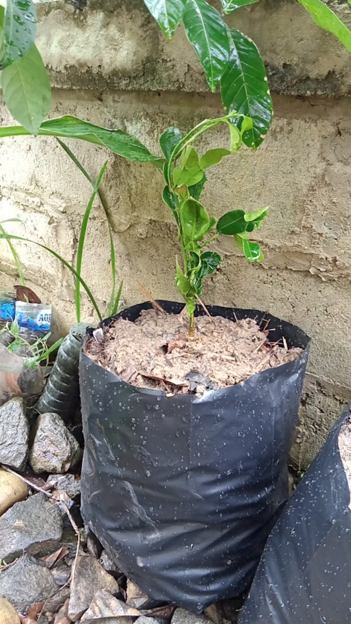 Bibit Jeruk Lemon Jumbo Parfum