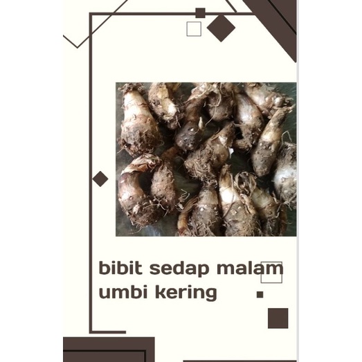 bibit sedap malam /bibit umbi kering