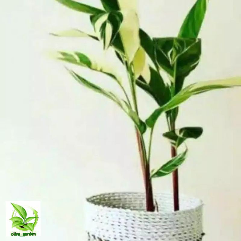 PISANG HIAS HELICONIA VARIGATA / PISANG PISANGAN VARIGATA