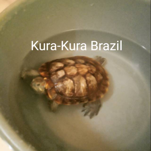 Kura-Kura Brazil