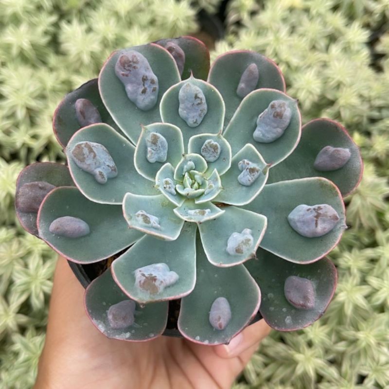 Sukulen Echeveria Raindrop