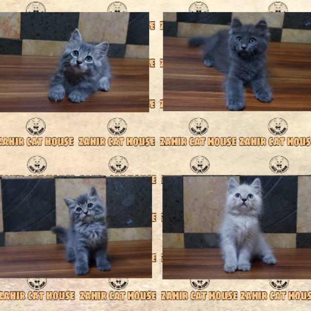 Kucing Persia Sold Out Shopee Indonesia