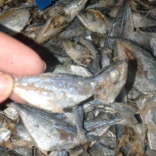 

Ikan Anak Buncilak