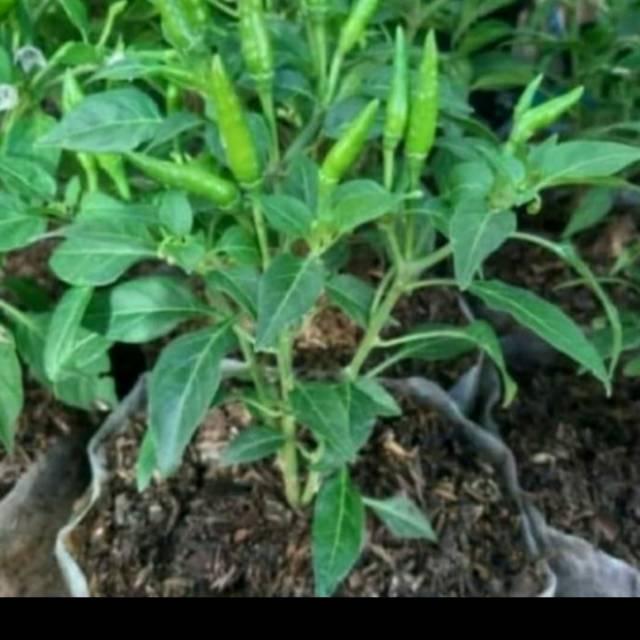 Bibit cabe rawit setan/ pohon cabe rawit setan