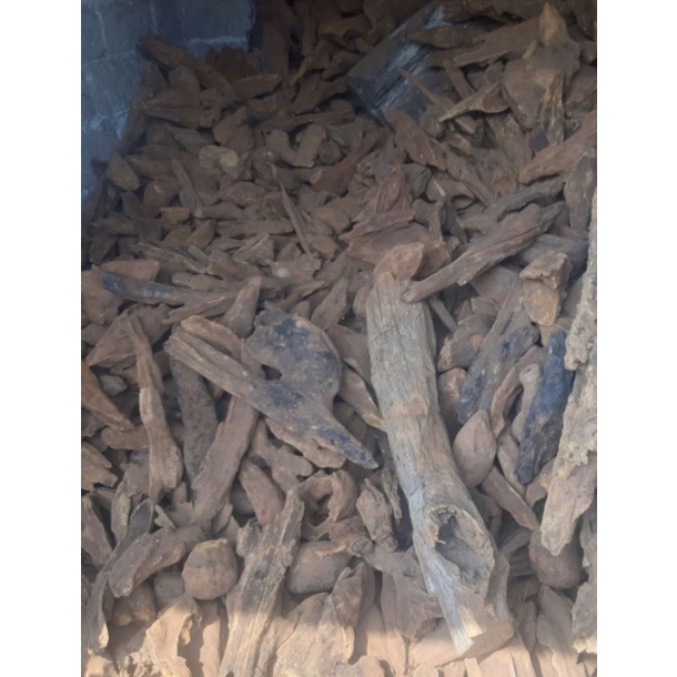 bahan kayu gaharu asli bila di bakar aromanya wangi has kayu gaharu asli