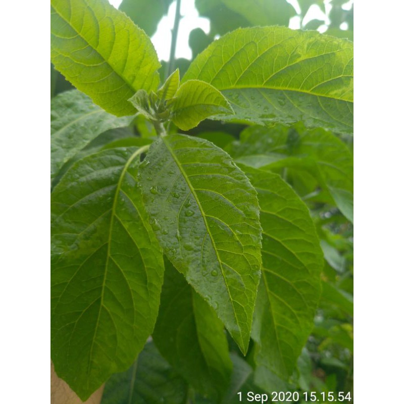 

Daun Sambung Nyawa Segar 1KG