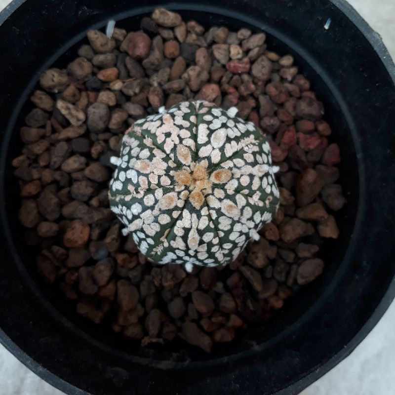 Kaktus Astrophytum Astro Asterias Asteria Super Kabuto Superkabuto