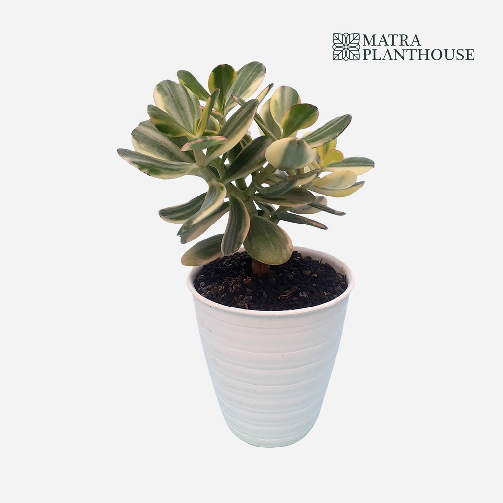 Succulent Jade Plant Variegata