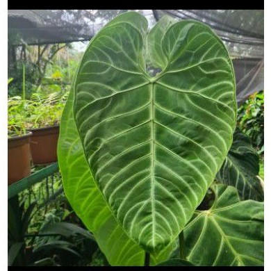 ANTHURIUM REGALE HYBRID