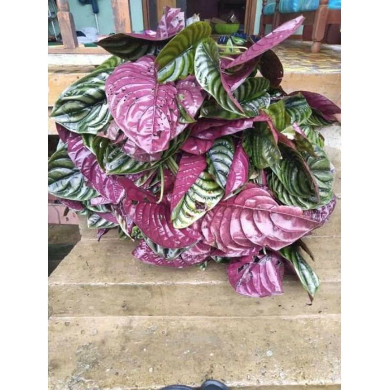 bonggolan alocasia cuprea