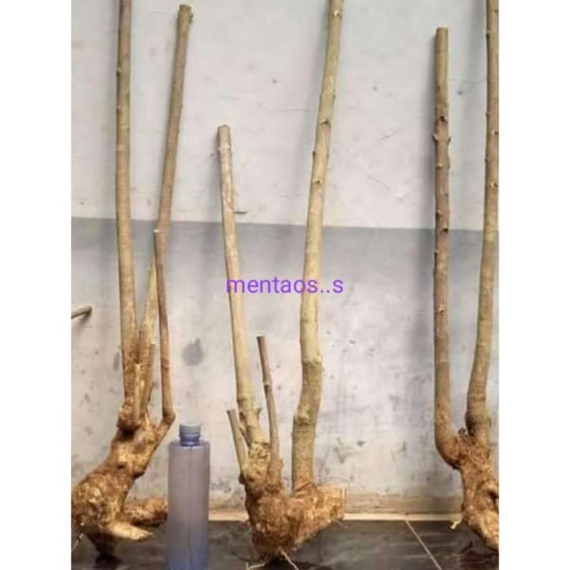 BAHAN BONSAI MENTAOS TAMAN,TINGGI