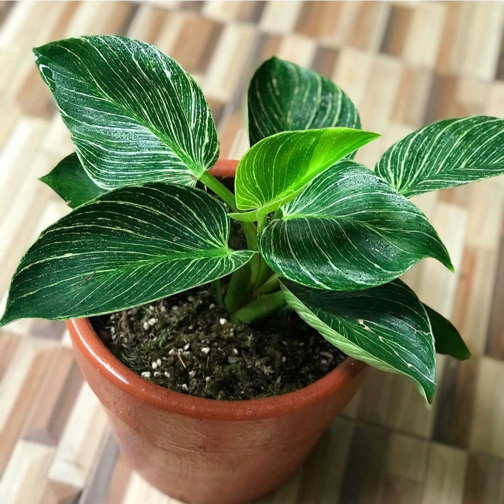 (BISA COD)  Aglonema Murah Philodendron Birkin Super / Tanaman Hias Bunga Aglaonema Hidup Murah Buka