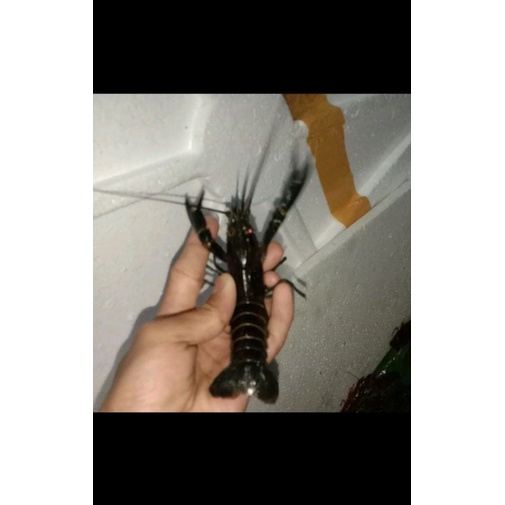 PAKET HEMAT INDUKAN(LobsterAirTawar/10 ekor+1 ekor gendongTelur Size4inchi)