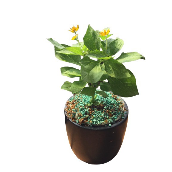 bunga matahari kecil tanaman bunga matahari kecil tanaman hias bunga matahari tanaman murah COD