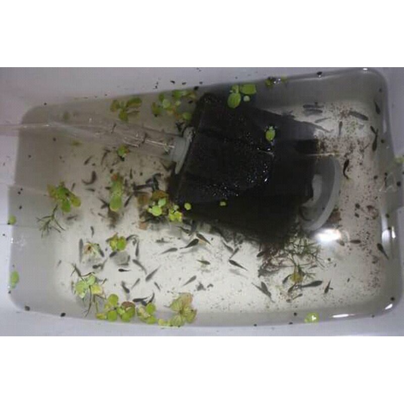 Burayak ikan cupang halfmoon,serit,line avatar,multy,galaxy