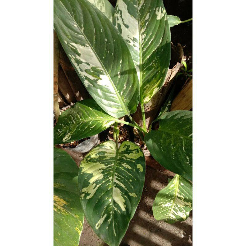 tanaman hias diven varigata