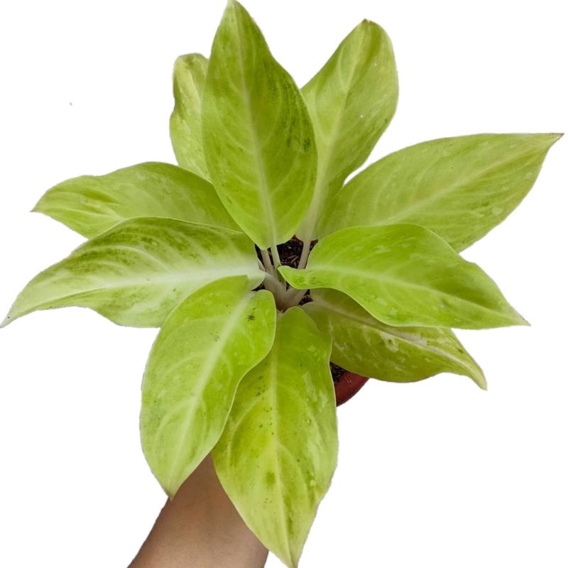 AGLONEMA SUNDROP MURMER TANAMAN HIAS AGLAONEMA SUNDROP