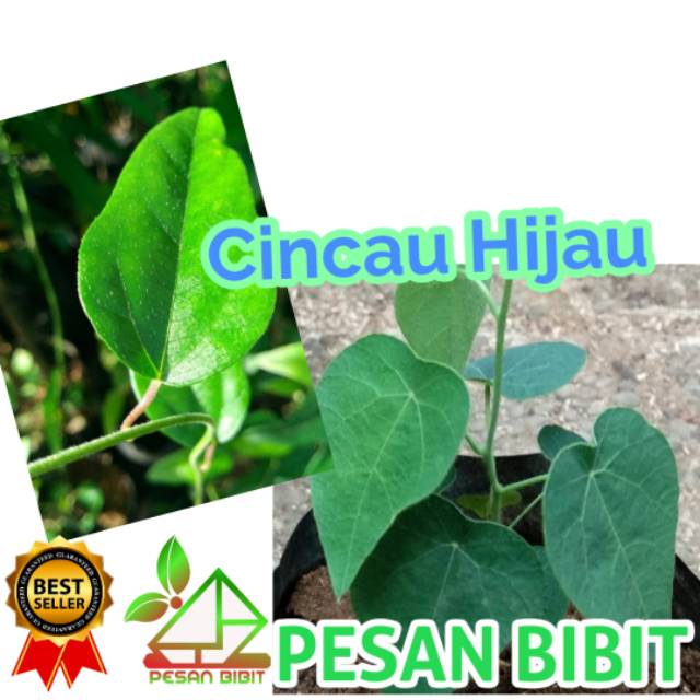 BIBIT TANAMAN CINCAU HIJAU RAMBAT