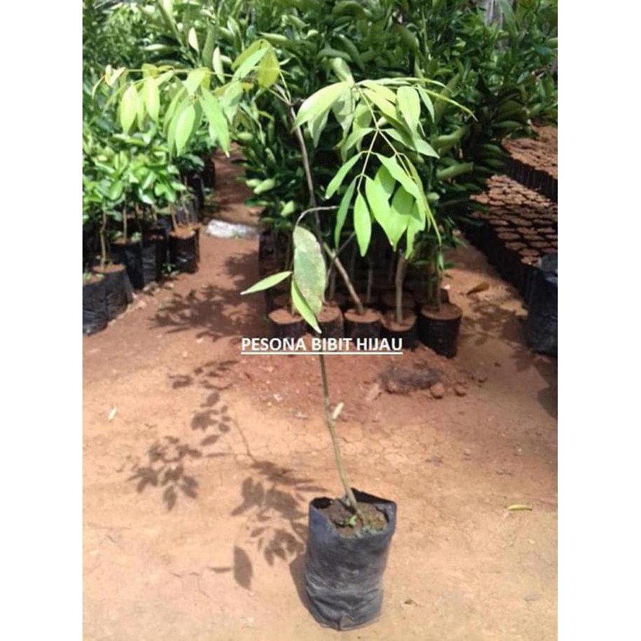 MURAH BIBIT TANAMAN KAYU NAGASARI ATAU BIBIT KAYU NOGOSARI