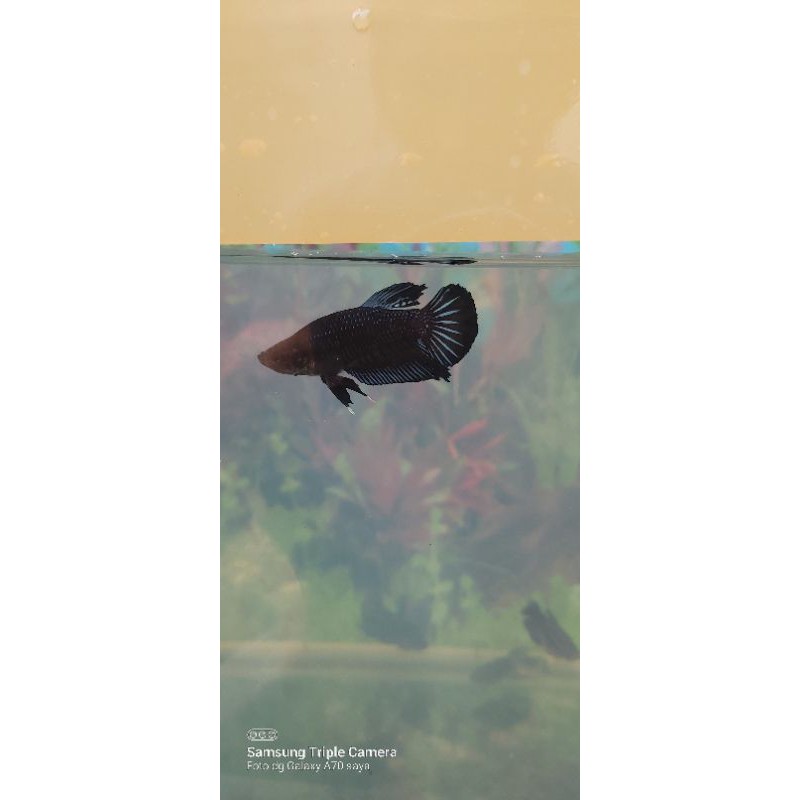 Promo / Cupang Plakat / Cupang Super Black  [Real Pick] / Bisa CoD