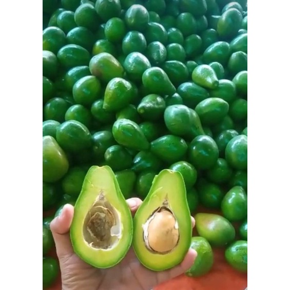 

alpukat mentega