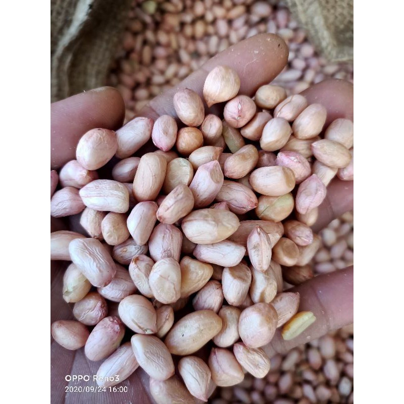 

KACANG TANAH LOKAL PUTIH 500gram