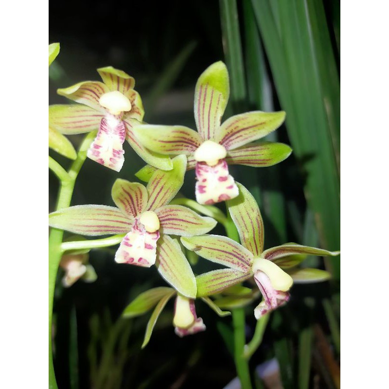 cymbidium ensifolium jenis anggrek tanah