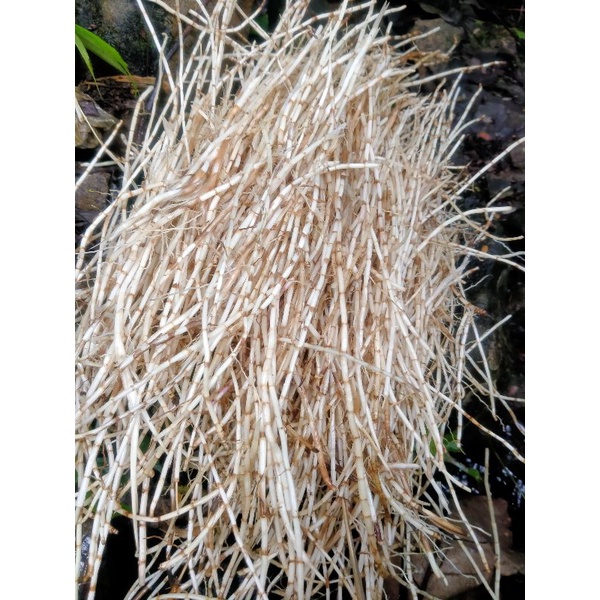 

DISKON! Akar Alang-alang Segar 1kg Bersih