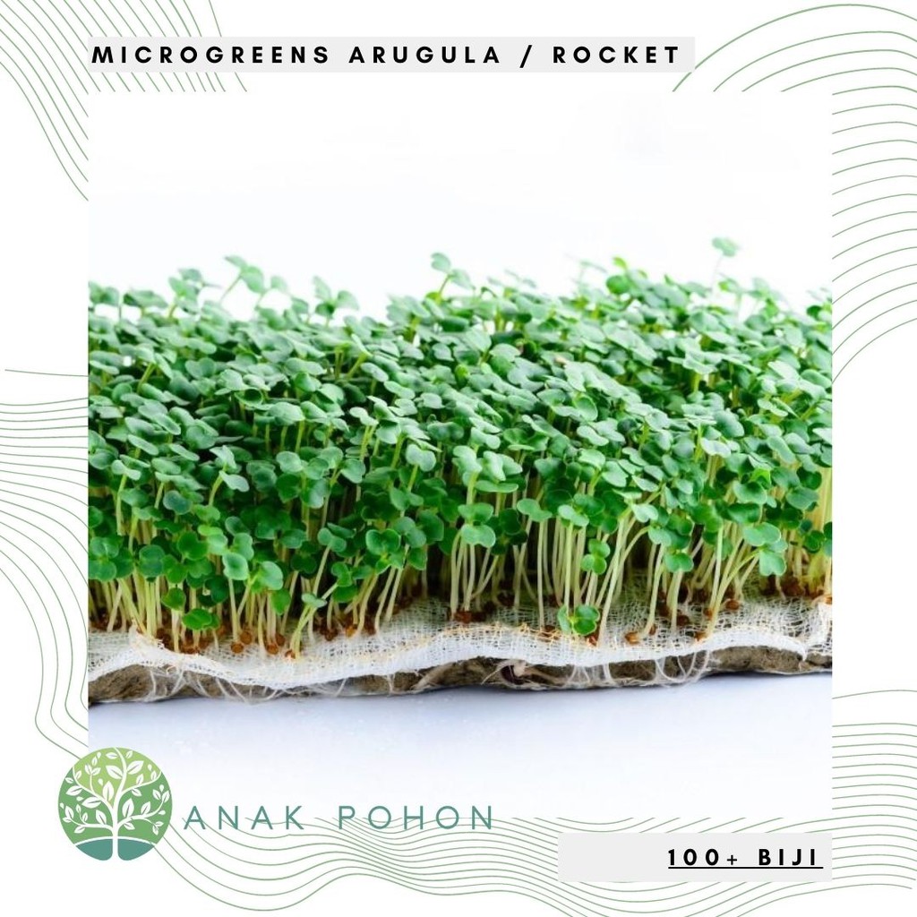 Benih Bibit Biji - Microgreens Arugula / Rocket (Panen dalam 16-21 hari) Sprouting Seeds - IMPORT