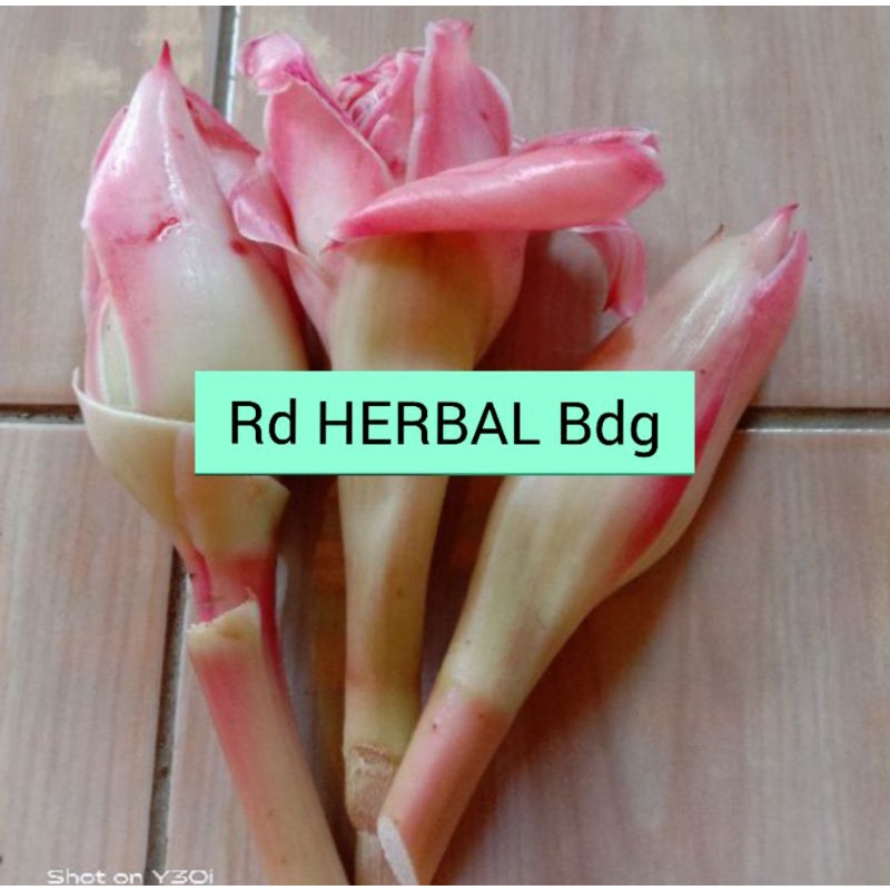 

Bunga kecombrang 500 gram
