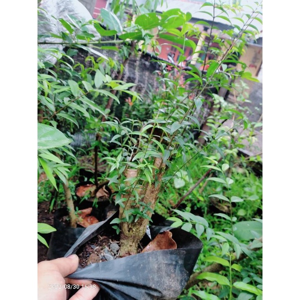 bahan bonsai anting putri dongkelan small