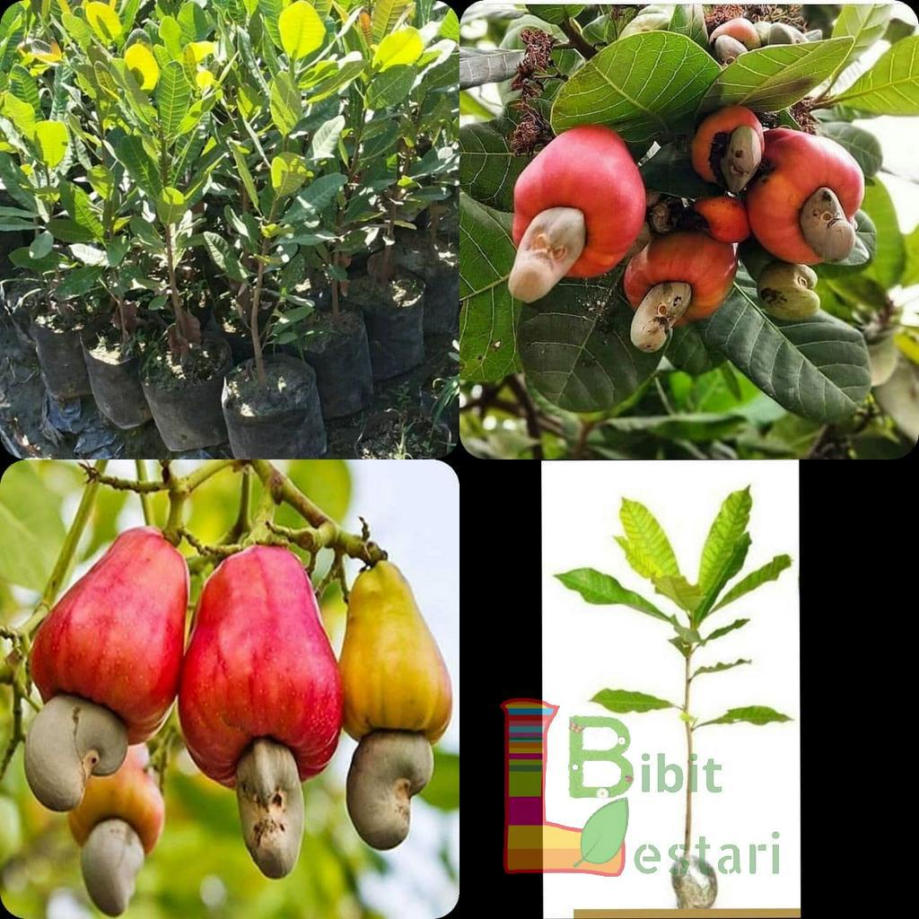 Bibit  Jambu Monyet / Jambu Mente / Jambu Mede