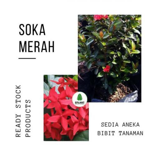 asoka jepang bunga merah  asoka